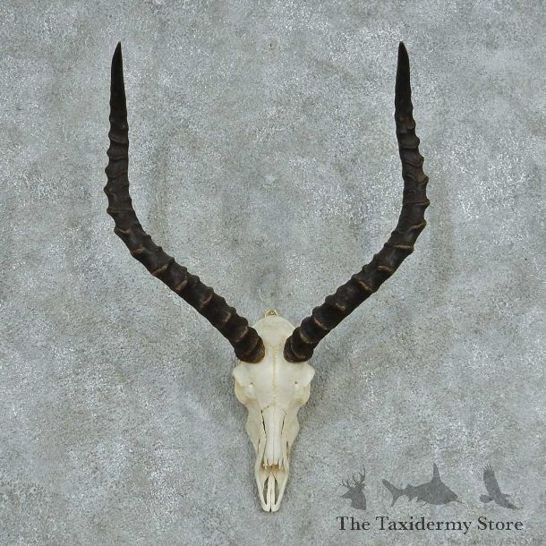 Impala Skull Horns European Mount #13730 For Sale @ The Taxidermy Store