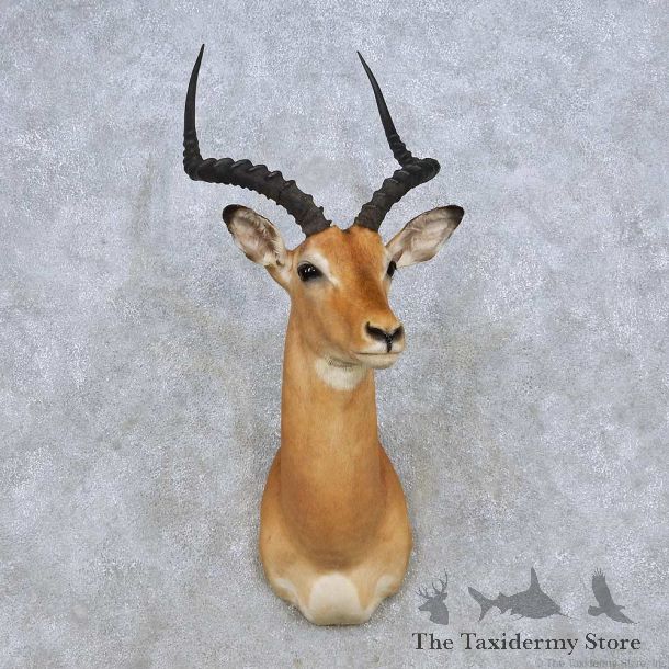 African Impala Shoulder Mount For Sale #14276 @ The Taxidermy Store