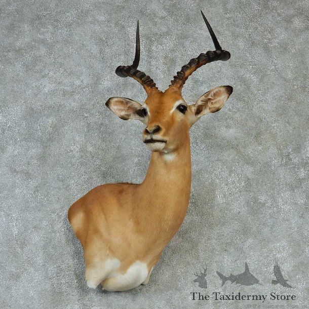 African Impala Wall Pedestal Taxidermy Mount #13231 For Sale @ The Taxidermy Store