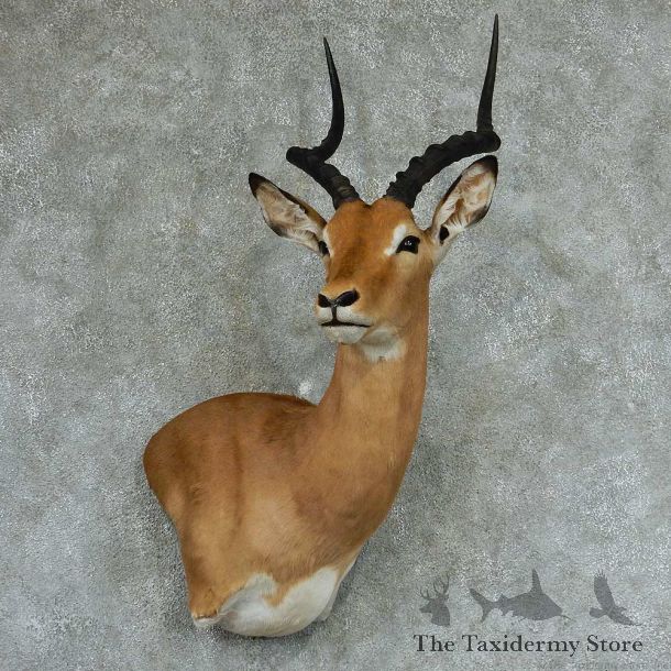 African Impala Wall Pedestal Mount #13312 For Sale @ The Taxidermy Store