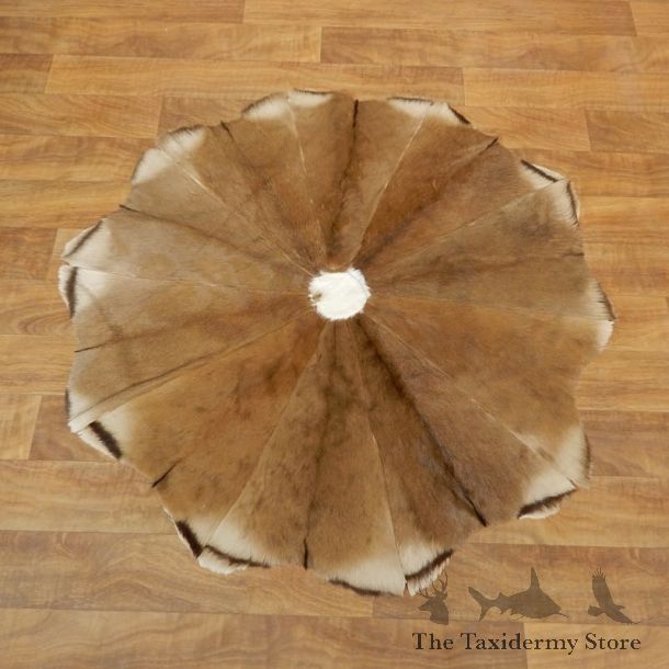 Impala Patch Rug Taxidermy Mount For Sale #17876 @ The Taxidermy Store