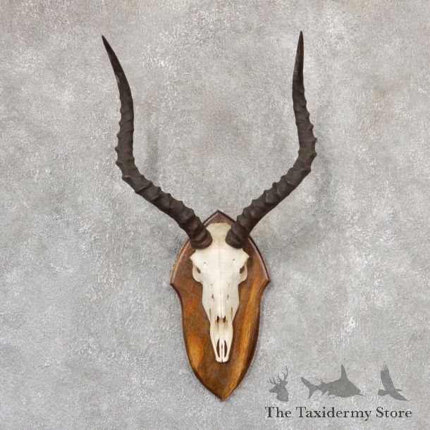 Impala Skull & Horn European Mount For Sale #19010 @ The Taxidermy Store