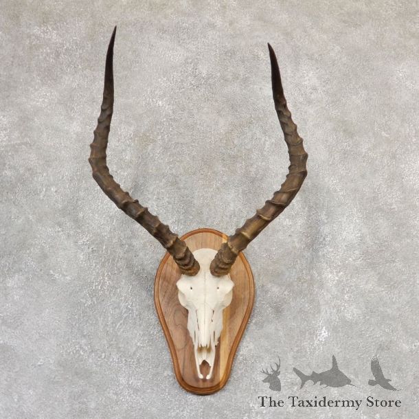Impala Skull & Horn European Mount For Sale #19012 @ The Taxidermy Store