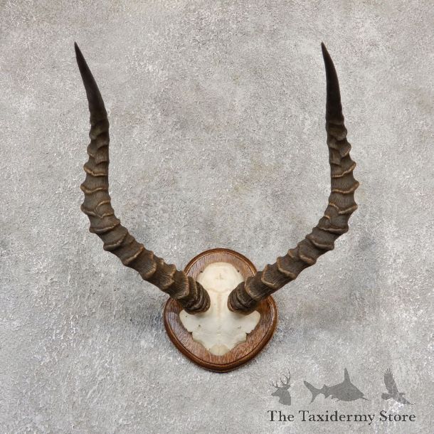 Impala Skull & Horn European Mount For Sale #19013 @ The Taxidermy Store