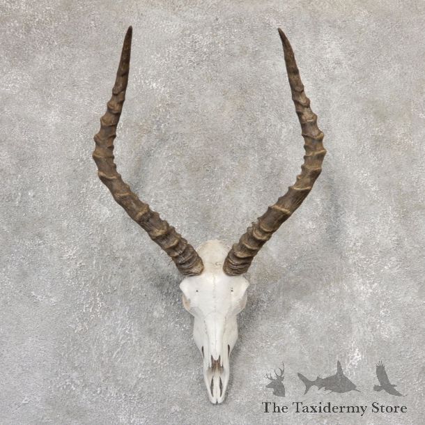 Impala Skull & Horn European Mount For Sale #19014 @ The Taxidermy Store