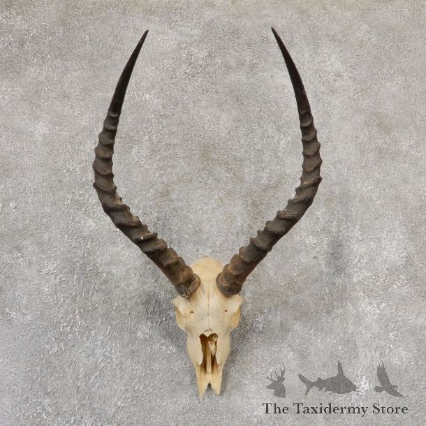 Impala Skull & Horn European Mount For Sale #19015 @ The Taxidermy Store