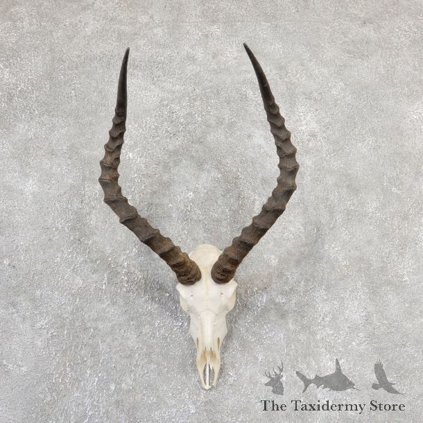 Impala Skull & Horn European Mount For Sale #19321 @ The Taxidermy Store