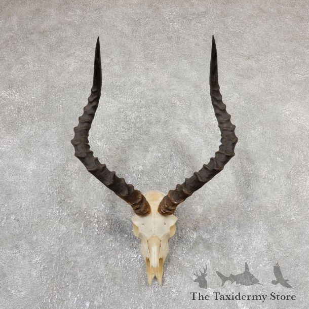 Impala Skull & Horn European Mount For Sale #19323 @ The Taxidermy Store