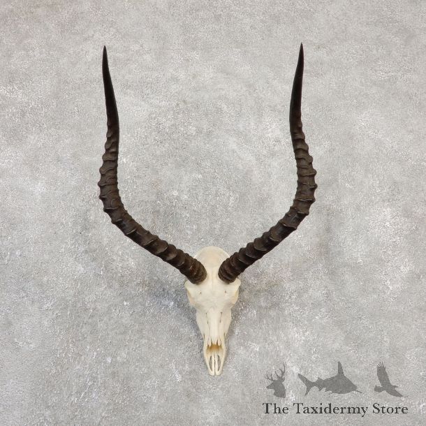 Impala Skull & Horn European Mount For Sale #20045 @ The Taxidermy Store