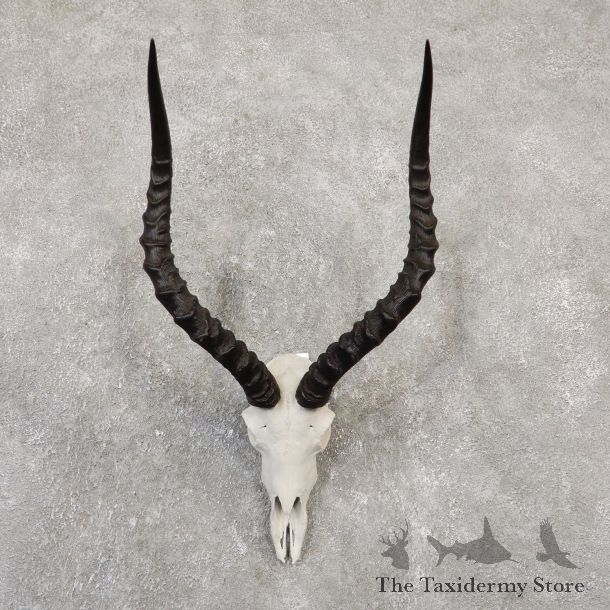 Impala Skull & Horn European Mount For Sale #20046 @ The Taxidermy Store
