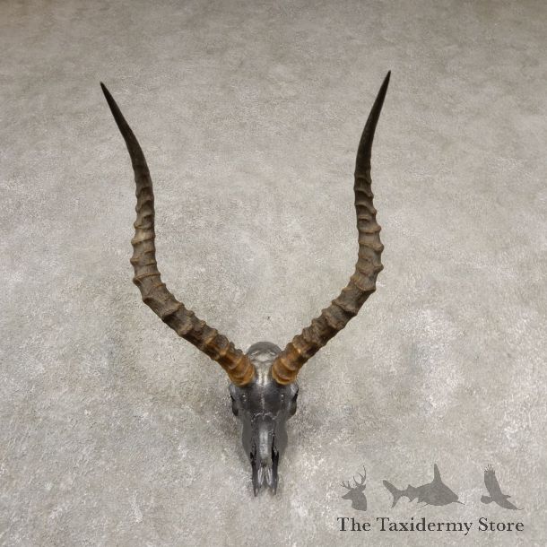 Impala Skull & Horn European Mount For Sale #20542 @ The Taxidermy Store