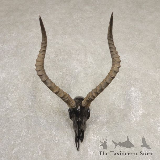 Impala Skull & Horn European Mount For Sale #20543 @ The Taxidermy Store
