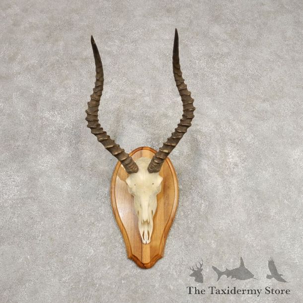 Impala Skull & Horn European Mount For Sale #21286 @ The Taxidermy Store
