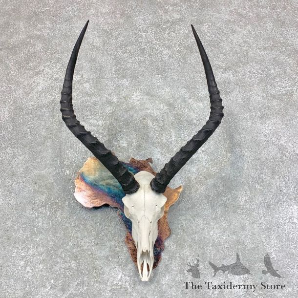Impala Skull & Horn European Mount For Sale #21788 @ The Taxidermy Store