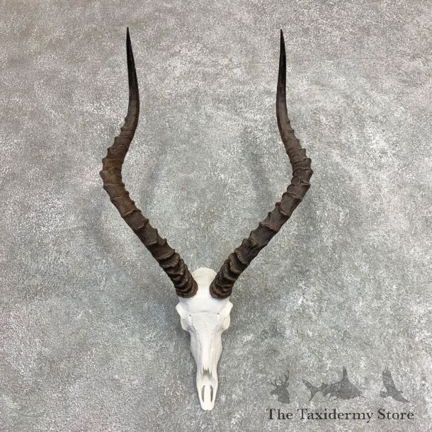 Impala Skull & Horn European Mount For Sale #21964 @ The Taxidermy Store