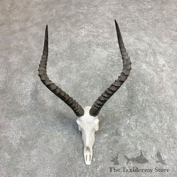 Impala Skull & Horn European Mount For Sale #21965 @ The Taxidermy Store