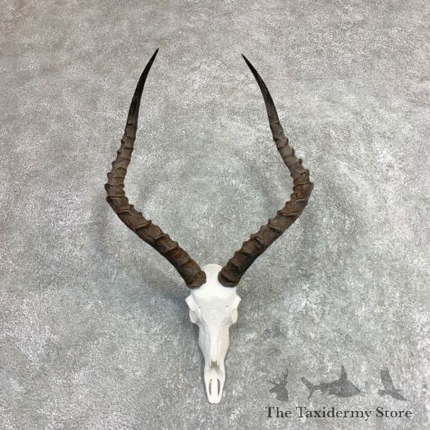 Impala Skull & Horn European Mount For Sale #21966 @ The Taxidermy Store