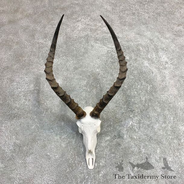 Impala Skull & Horn European Mount For Sale #21967 @ The Taxidermy Store