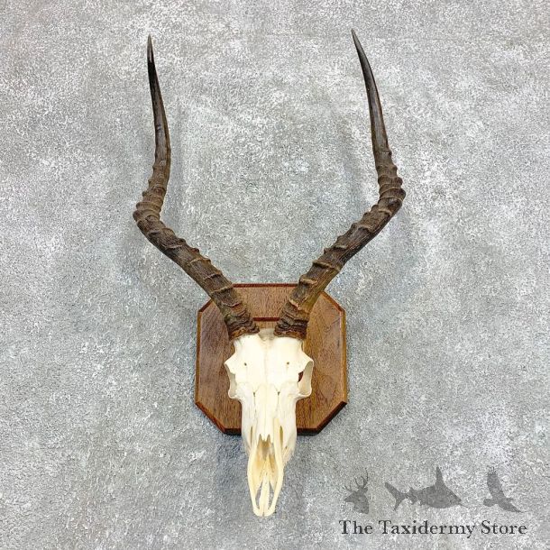 Impala Skull & Horn European Mount For Sale #22141 @ The Taxidermy Store