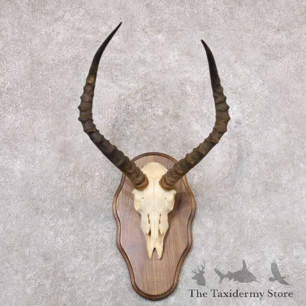 Impala Skull & Horn European Mount For Sale #22355 @ The Taxidermy Store