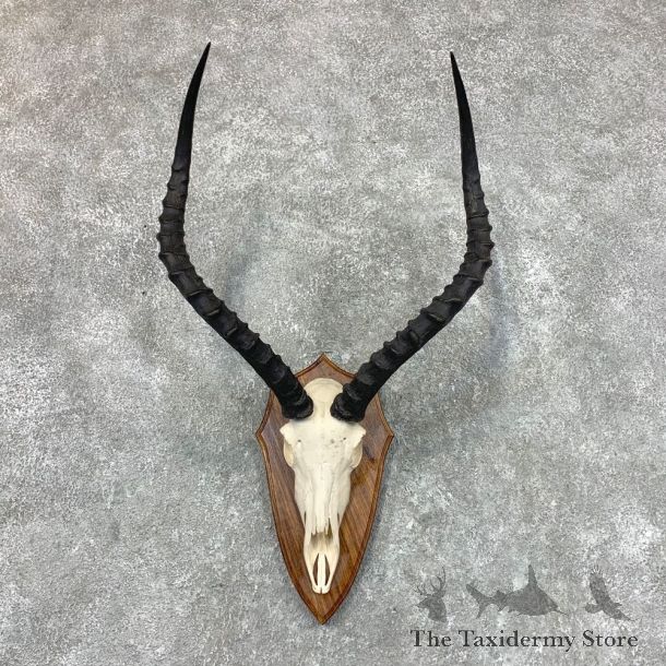 Impala Skull & Horn European Mount For Sale #22661 @ The Taxidermy Store