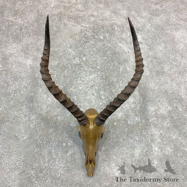 Impala Skull & Horn European Mount For Sale #23365 @ The Taxidermy Store