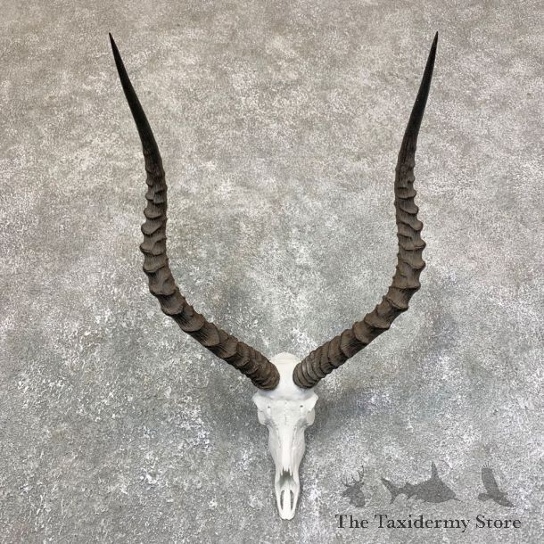 Impala Skull & Horn European Mount For Sale #23755 @ The Taxidermy Store
