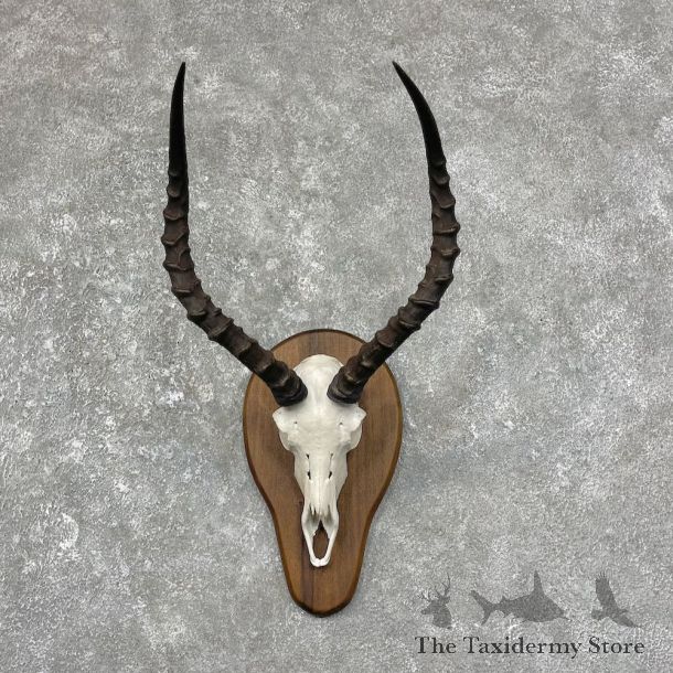 Impala Skull & Horn European Mount For Sale #25254 @ The Taxidermy Store