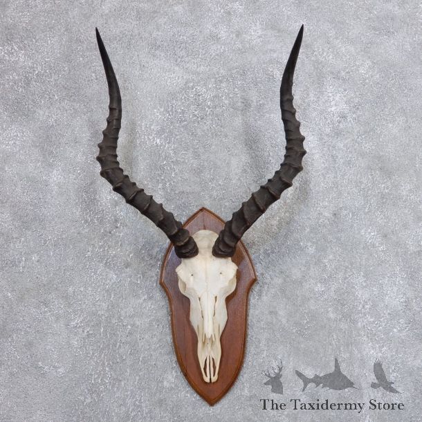 Impala Skull & Horn European Mount For Sale #18724 @ The Taxidermy Store