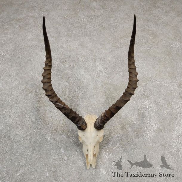 Impala Skull Horns European Mount For Sale #20551 @ The Taxidermy Store