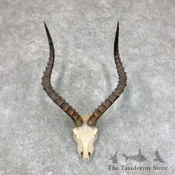 Impala Skull Horns European Mount For Sale #21790 @ The Taxidermy Store