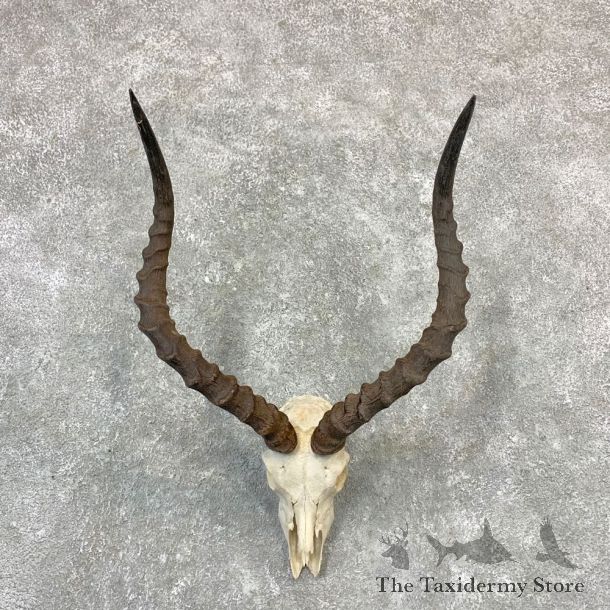 Impala Skull Horns European Mount For Sale #23192 @ The Taxidermy Store