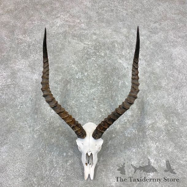 Impala Skull Horns European Mount For Sale #23363 @ The Taxidermy Store