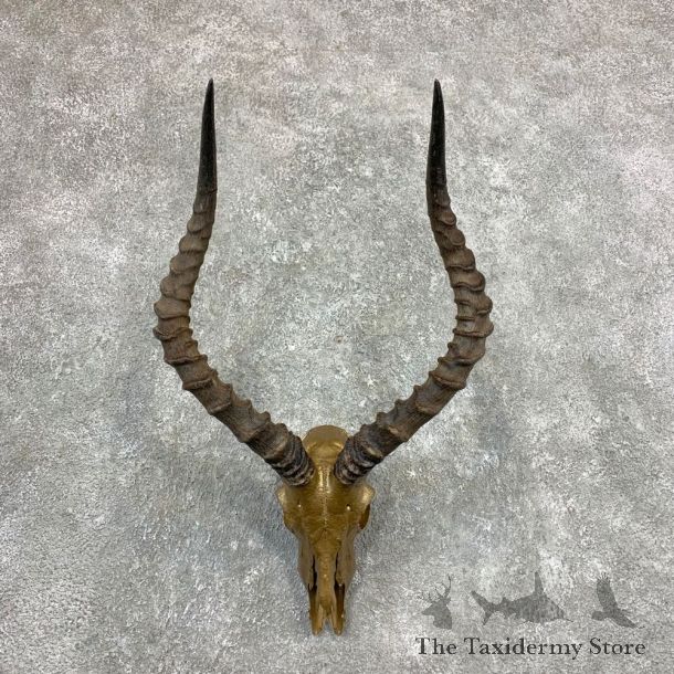 Impala Skull Horns European Mount For Sale #23366 @ The Taxidermy Store