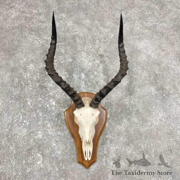 Impala Skull & Horn European Mount For Sale #25908 @ The Taxidermy Store