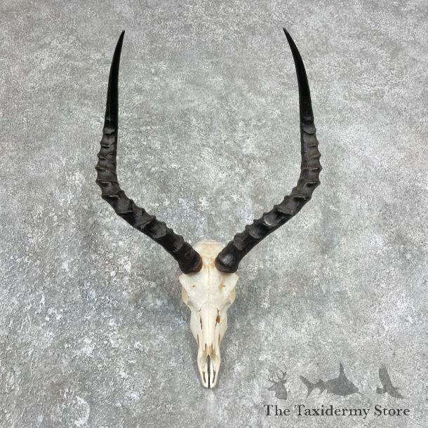 Impala Skull & Horn European Mount For Sale #25912 @ The Taxidermy Store