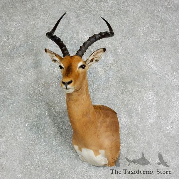 Impala Shoulder Mount For Sale #17646 @ The Taxidermy Store