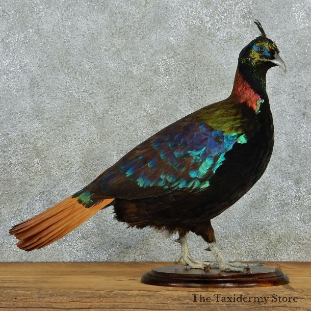 Impeyan Pheasant Life Size Standing Taxidermy Mount #12995 For Sale @ The Taxidermy Store