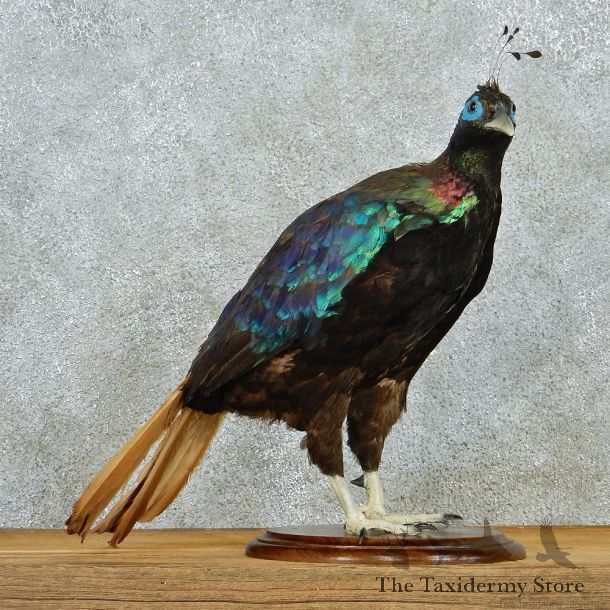 Impeyan Pheasant Life Size Standing Taxidermy Mount #12996 For Sale @ The Taxidermy Store