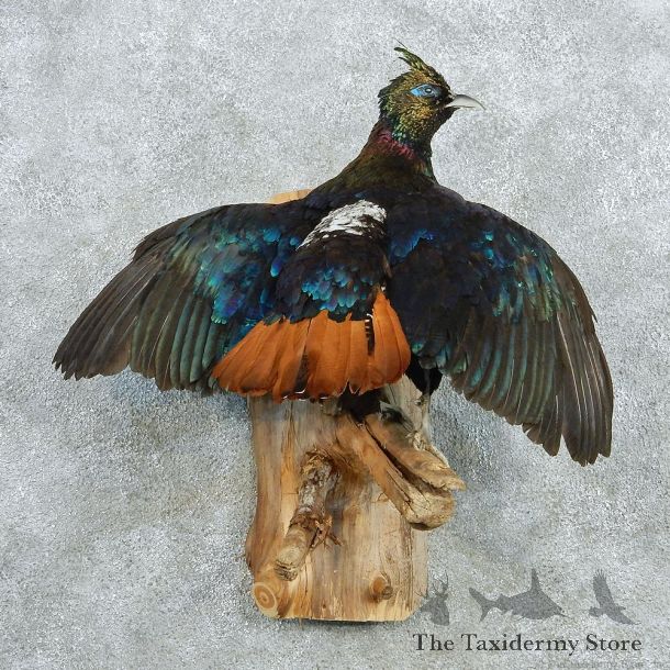Impeyan Pheasant Life Size Standing Taxidermy Mount #12997 For Sale @ The Taxidermy Store