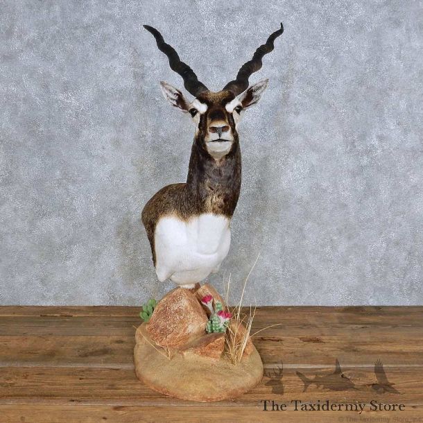 India Blackbuck Pedestal Mount For Sale #14331 @ The Taxidermy Store