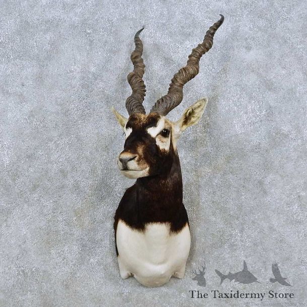 India Blackbuck Shoulder Mount For Sale #14525 @ The Taxidermy Store