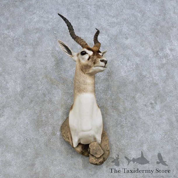 India Blackbuck Shoulder Mount For Sale #14610 @ The Taxidermy Store