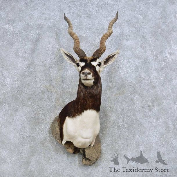 India Blackbuck Shoulder Mount For Sale #14611 @ The Taxidermy Store