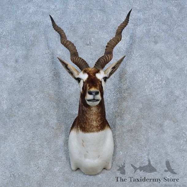 India Blackbuck Shoulder Mount For Sale #15287 @ The Taxidermy Store