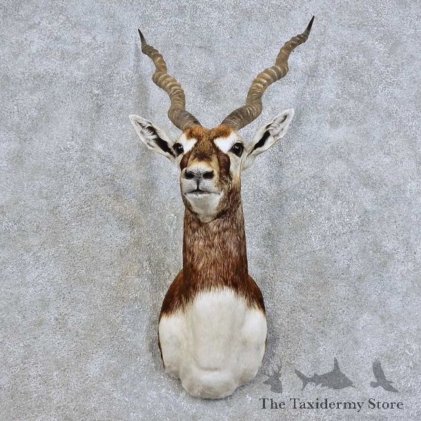 India Blackbuck Shoulder Mount For Sale #15979 @ The Taxidermy Store