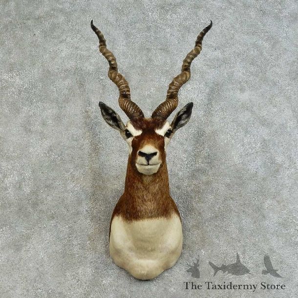India Blackbuck Shoulder Mount For Sale #16120 @ The Taxidermy Store