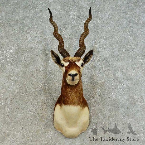 India Blackbuck Shoulder Mount For Sale #16378 @ The Taxidermy Store