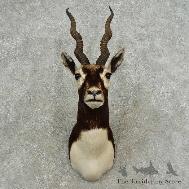 India Blackbuck Shoulder Mount For Sale #16761 @ The Taxidermy Store