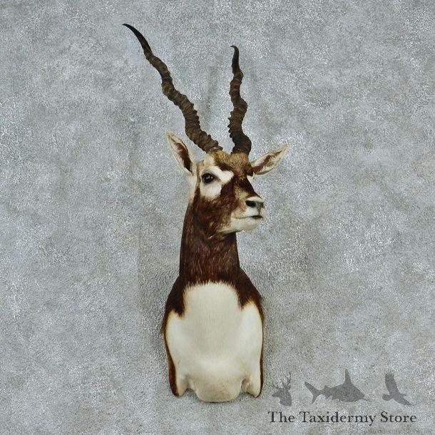 India Blackbuck Shoulder Taxidermy Mount M1 #12816 For Sale @ The Taxidermy Store